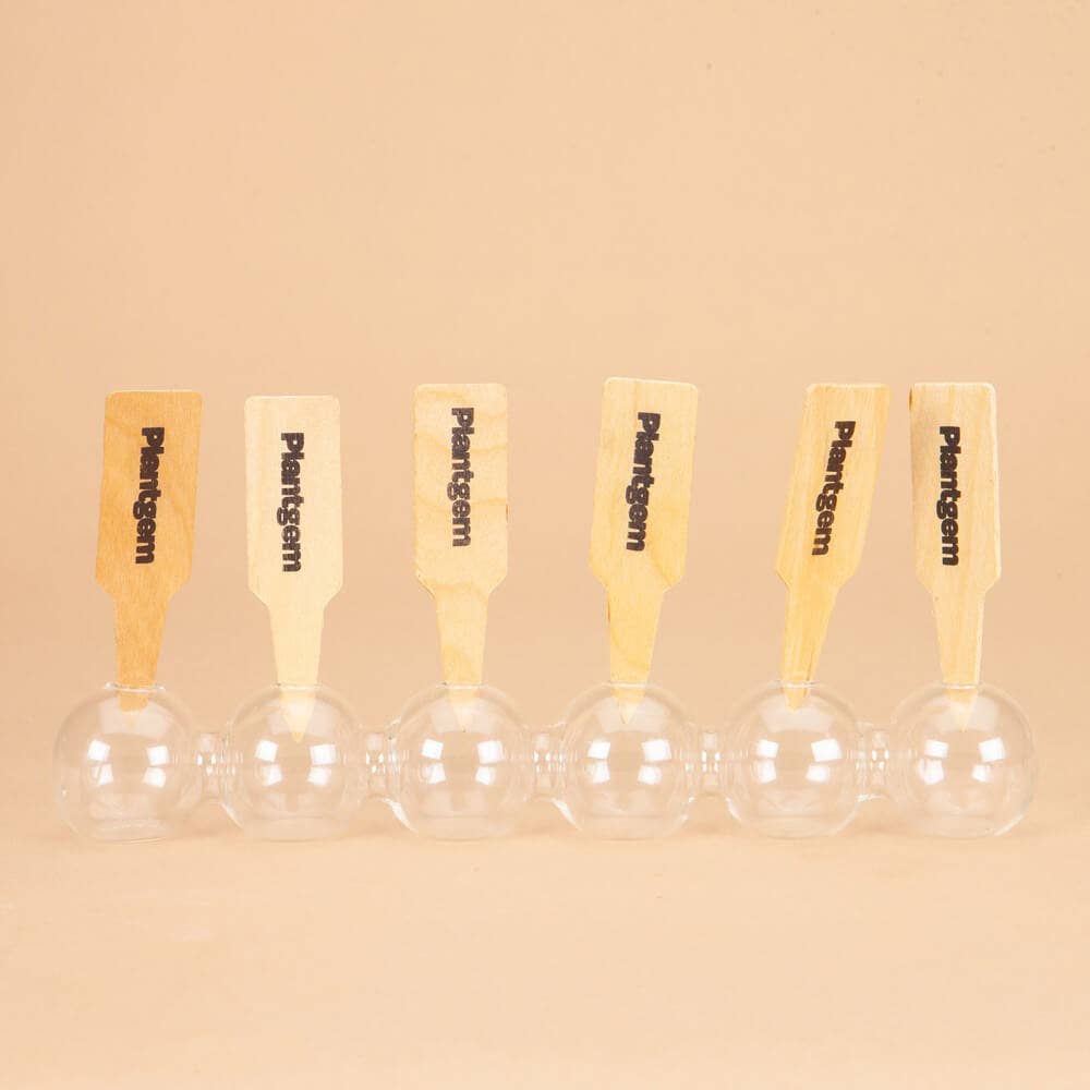 Ranunculus Black Amandine - 15 Corms