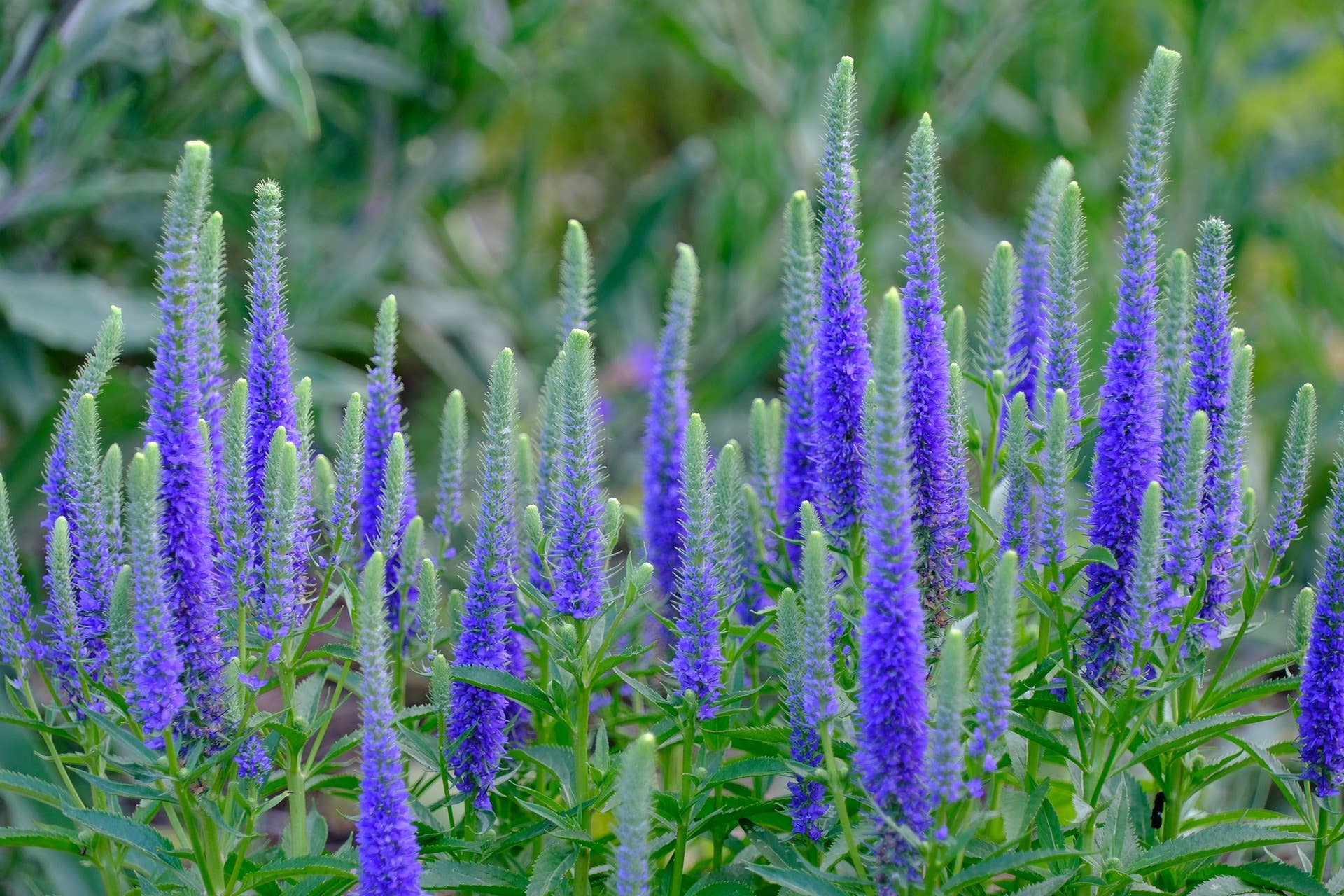 veronica flower seeds Veronica spicata flower seeds, Speedwell seeds