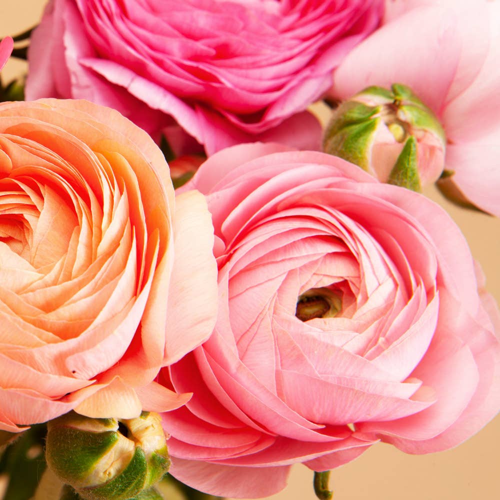 Ranunculus Elegance Pastello - 15 Corms