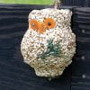 Ollie Owl