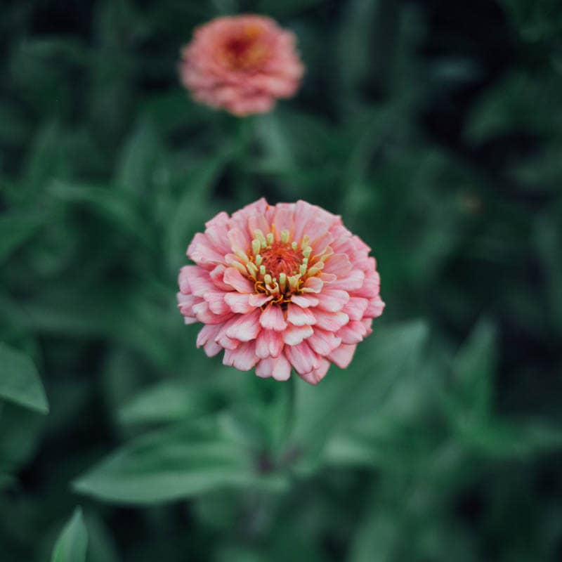 Oklahoma Salmon Zinnia - 100 Seeds