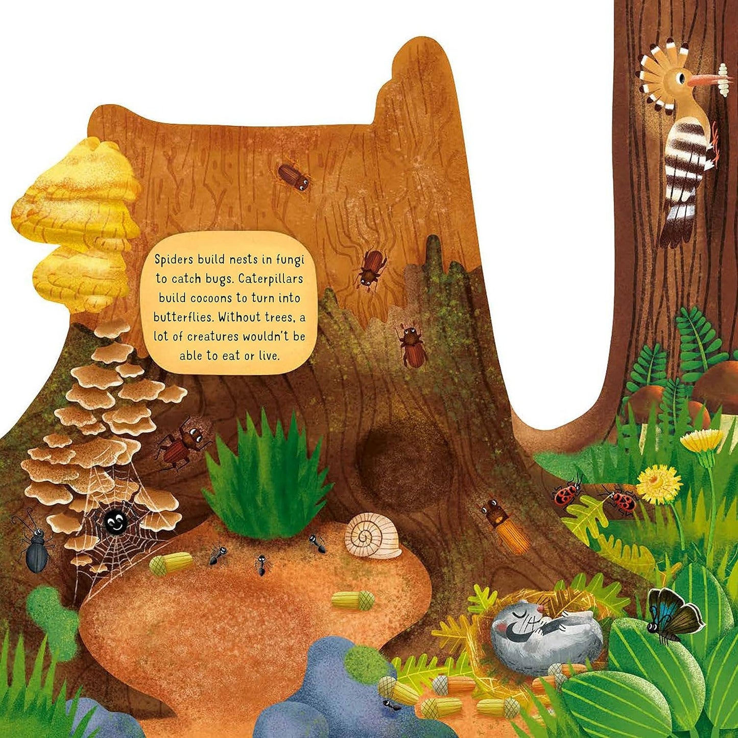 Discovering the Hidden Woodland World - Kid's Picture Book