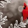 The Rustic Sparrow