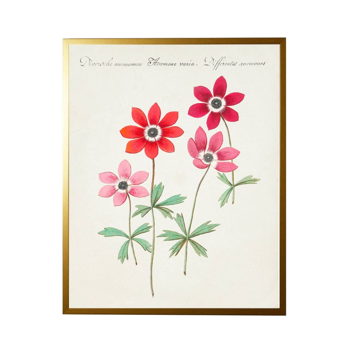 Vintage Bookplate With Pink Anemones