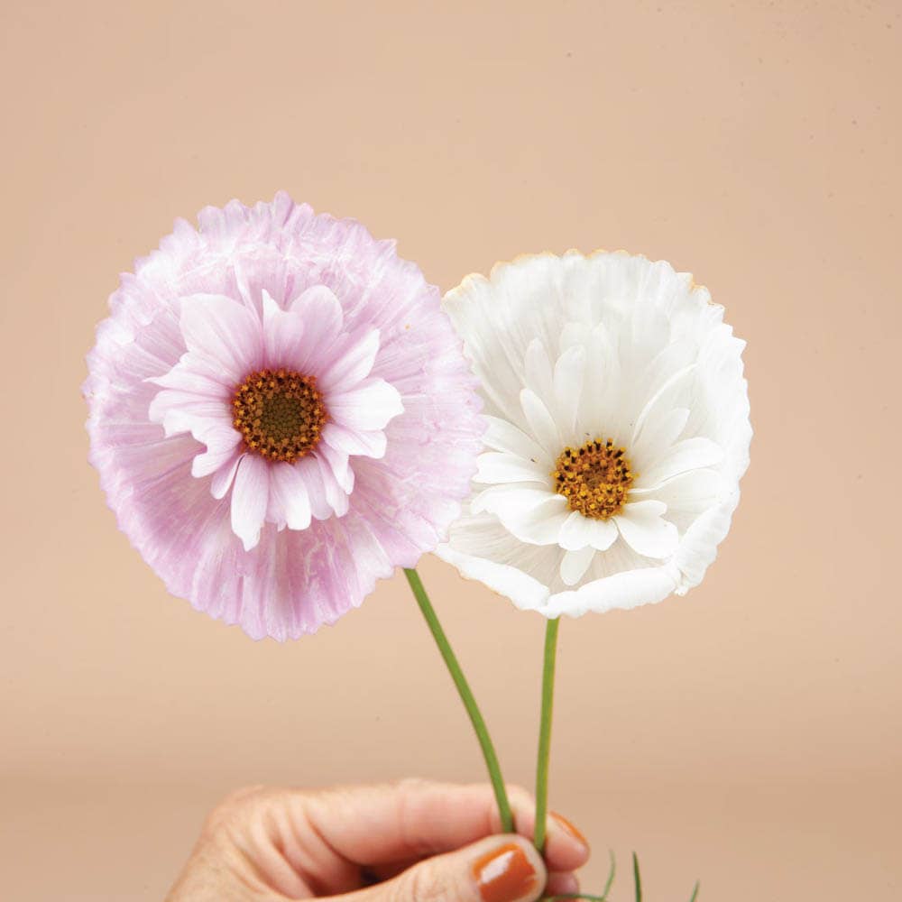 Cupcakes and Saucers Cosmos - 25 Seeds