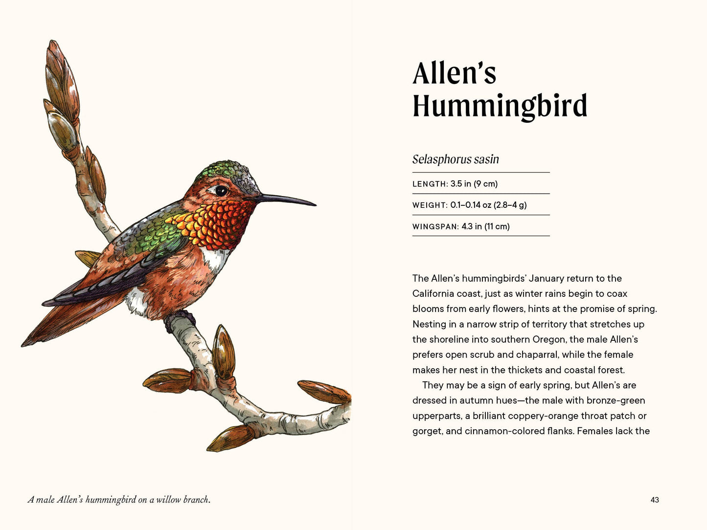 A Little Book of Hummingbirds