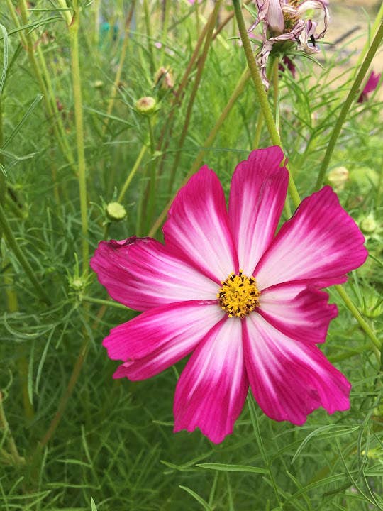 Cosmos 'Picotee' Flower Seeds