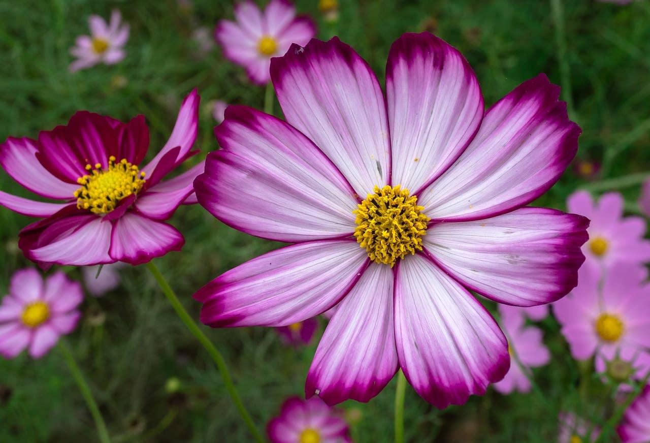 Cosmos 'Picotee' Flower Seeds