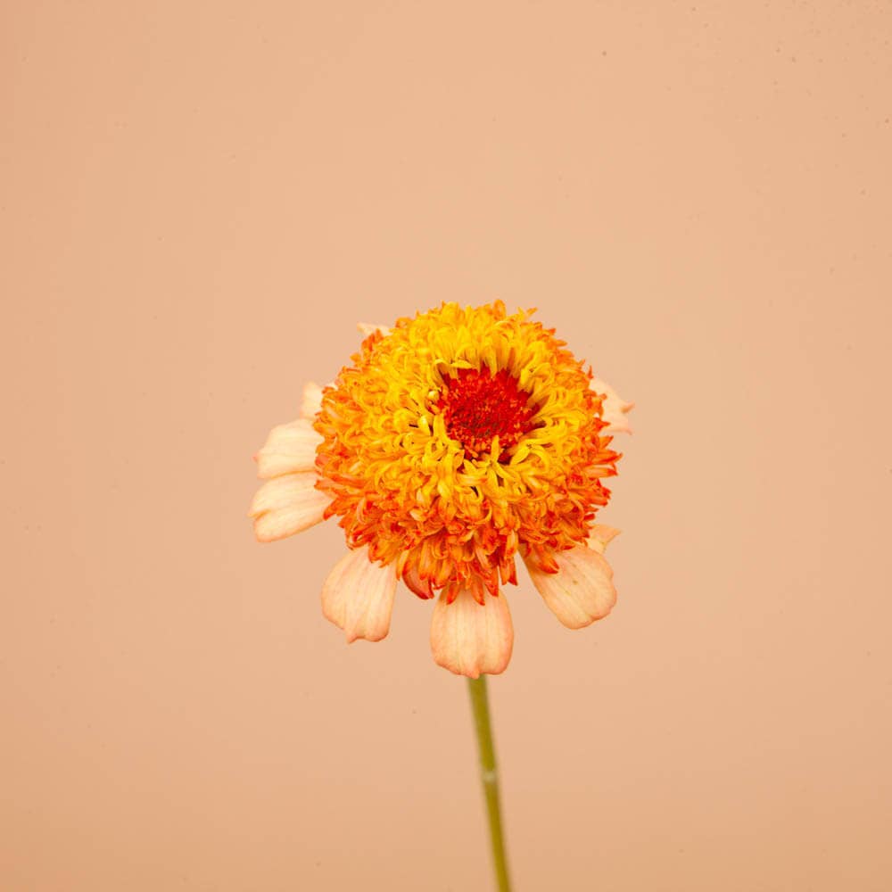 Zinderella Peach Zinnia Seeds