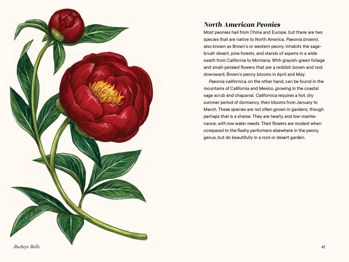 A Little Book of Flowers: Peonies