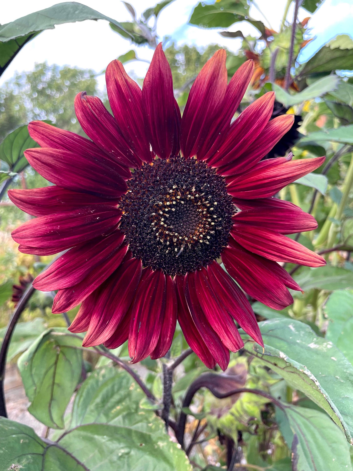 Sunflower 'Chocolate Cherry' Seeds