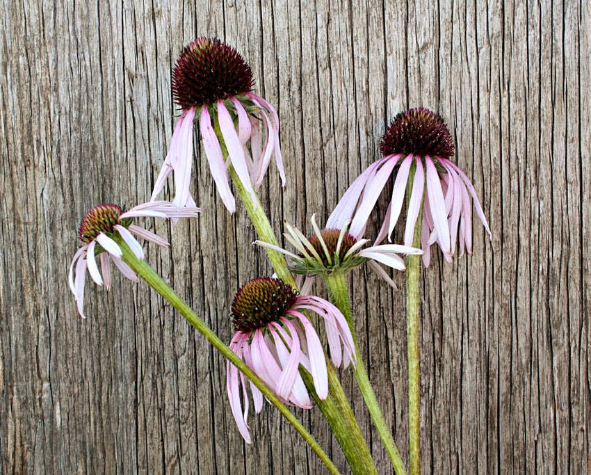 Purple Coneflower Seeds