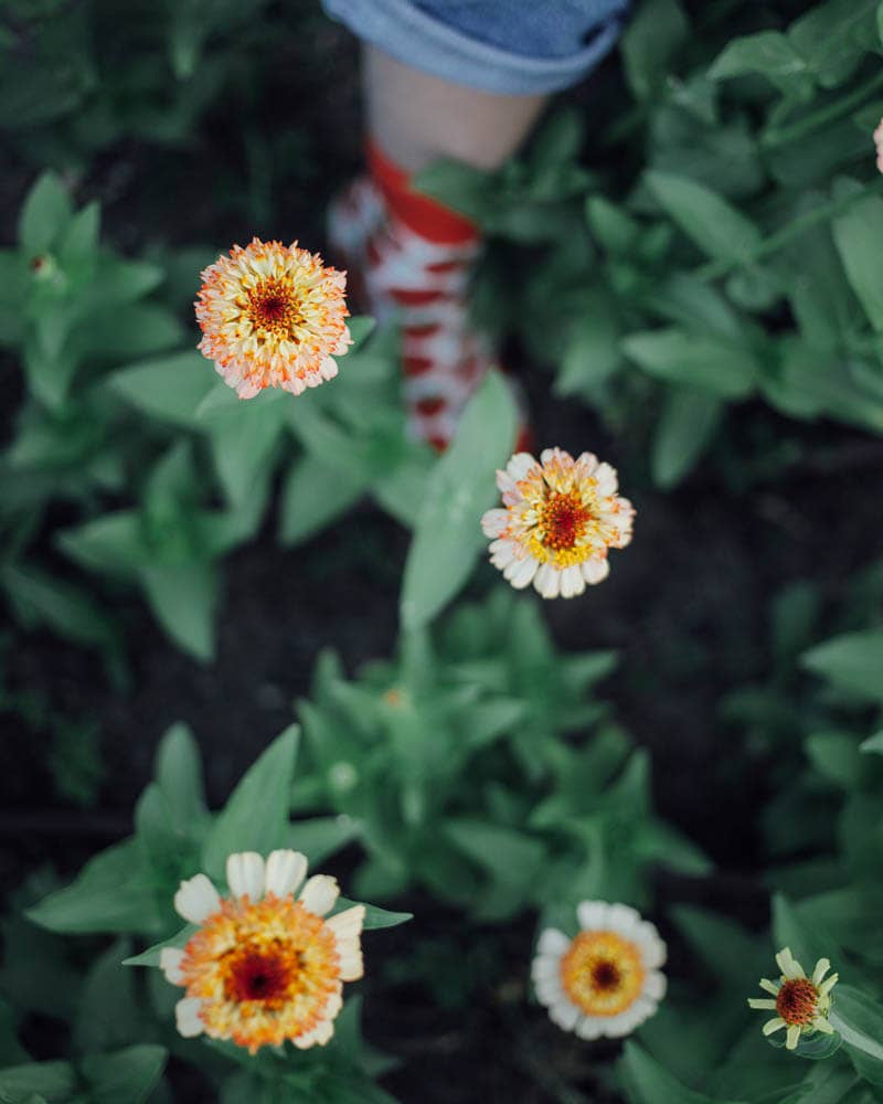 Zinderella Peach Zinnia Seeds