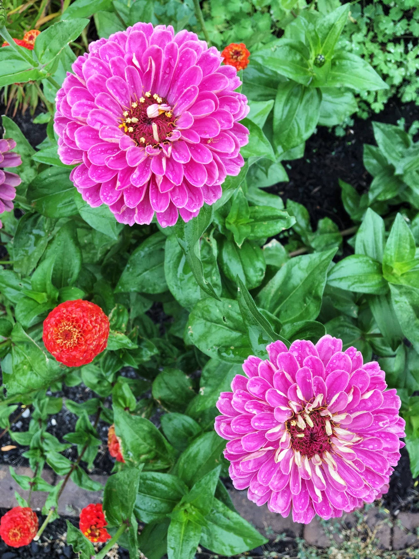 Zinnia Seeds 'Dahlia Mix'