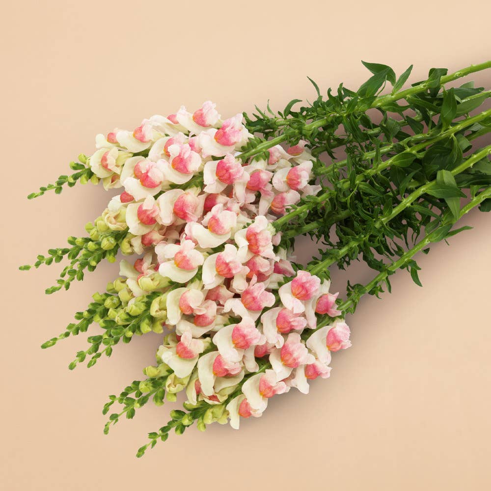 Potomac Appleblossom Snapdragon - 50 Seeds