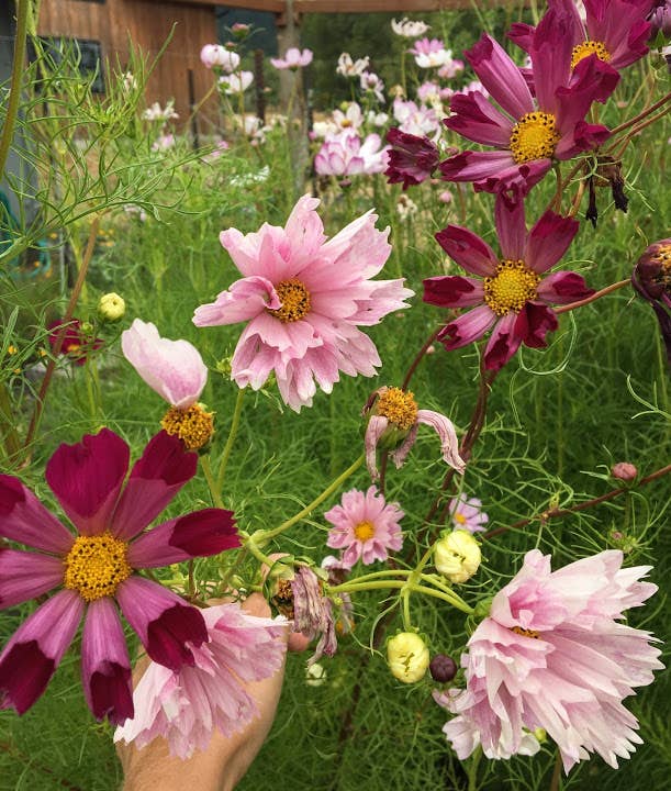 Cosmos 'Seashells' Flower Seeds