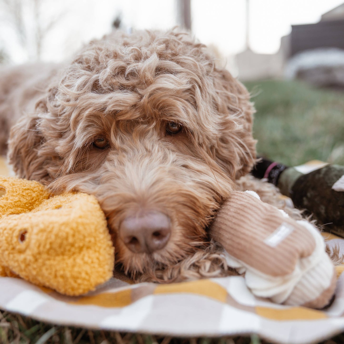 Fromage Enrichment Dog Toy