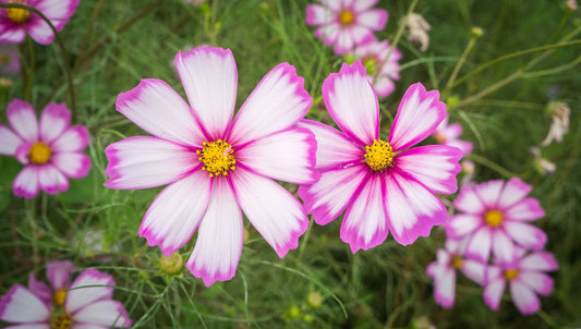 Cosmos 'Candy Stripe' Flower Seeds