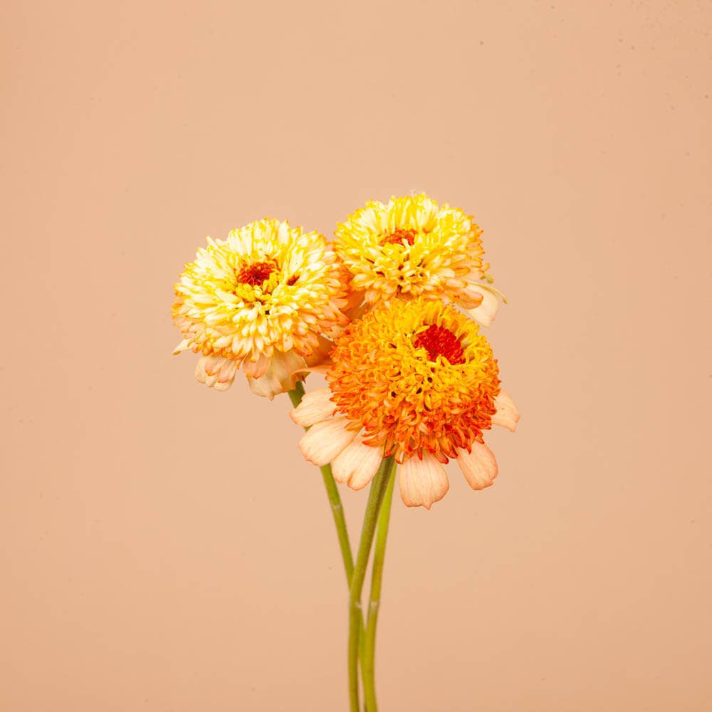 Zinderella Peach Zinnia Seeds