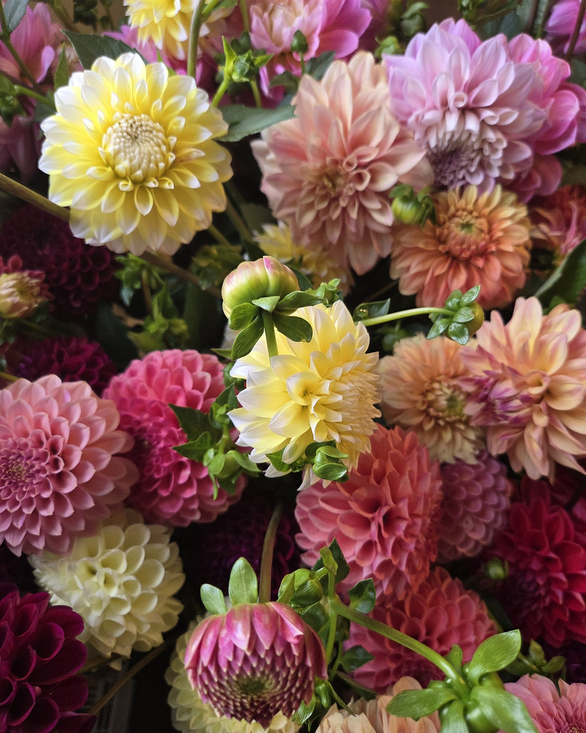 Thursday, October 29th at 6pm Dahlia Tuber workshop