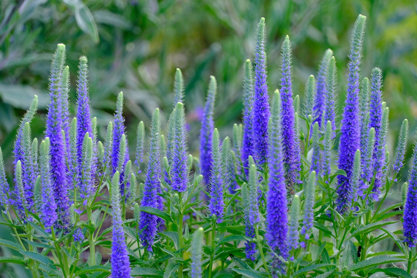 Veronica spicata flower seeds, Speedwell seeds