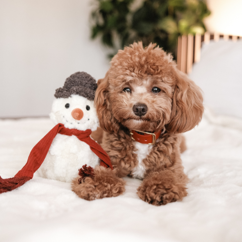 SNOWMAN//ENRICHMENT DOG TOY