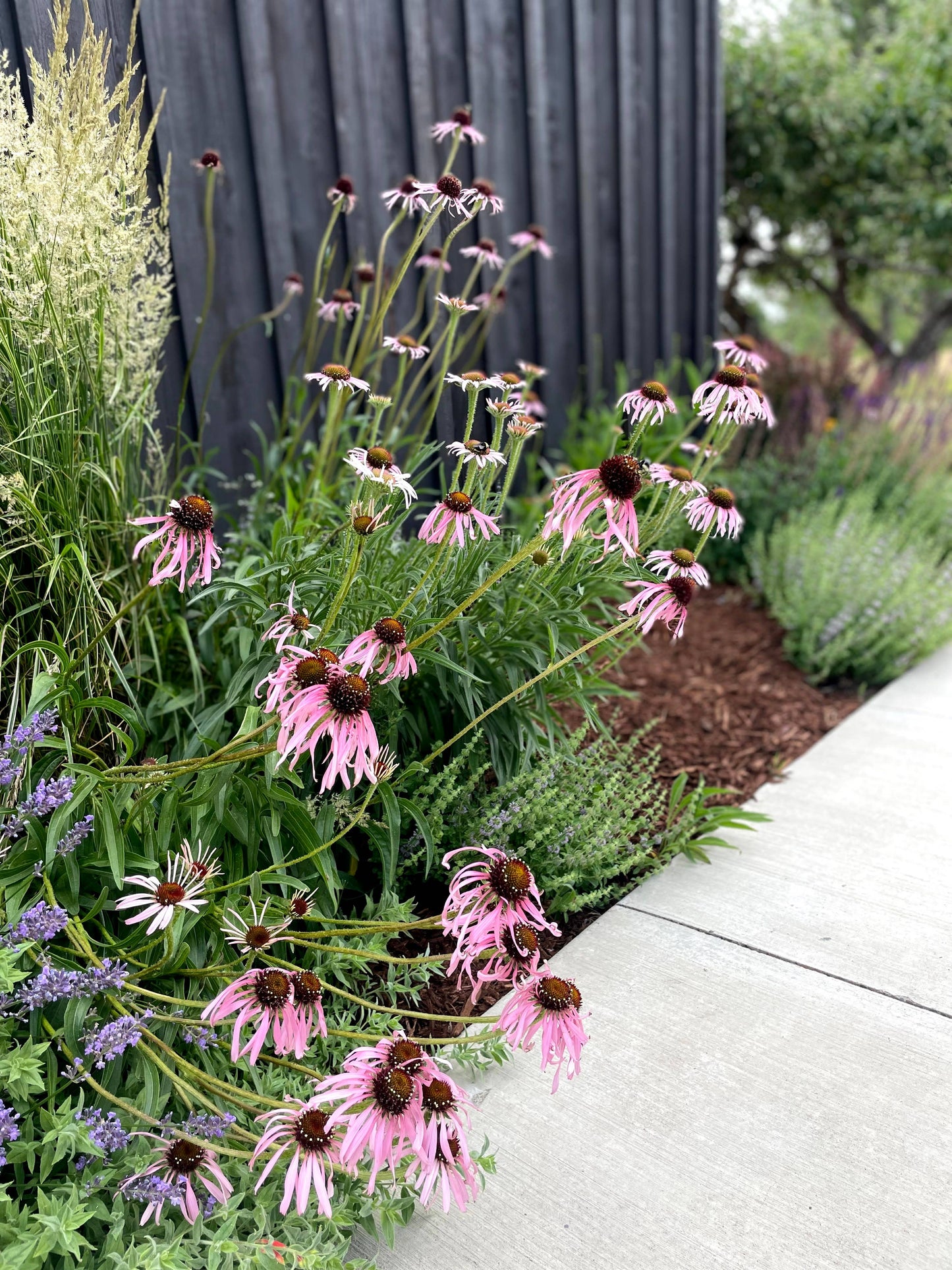 Purple Coneflower Seeds