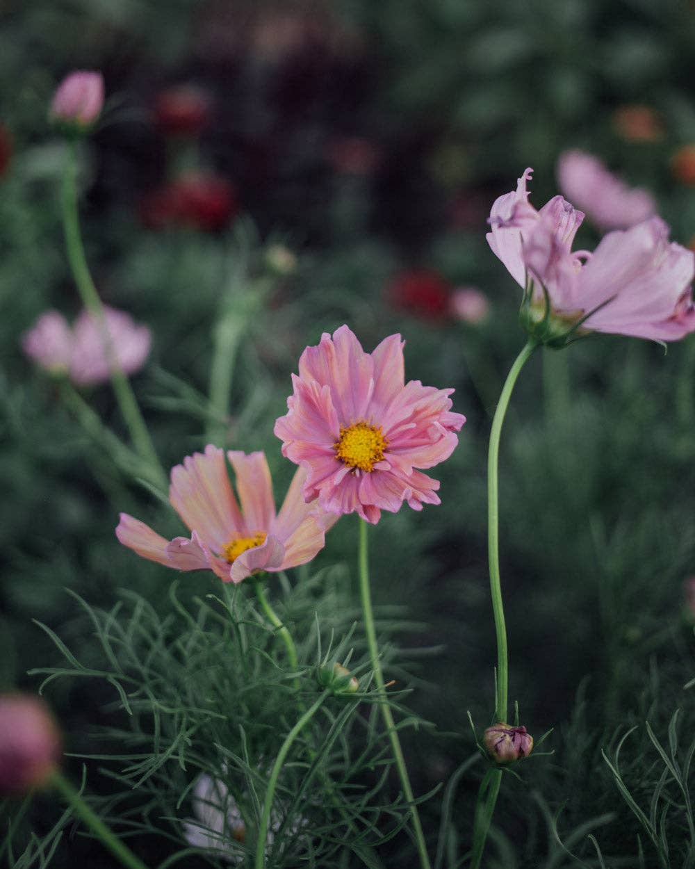 Apricotta Cosmos - 100 Seeds