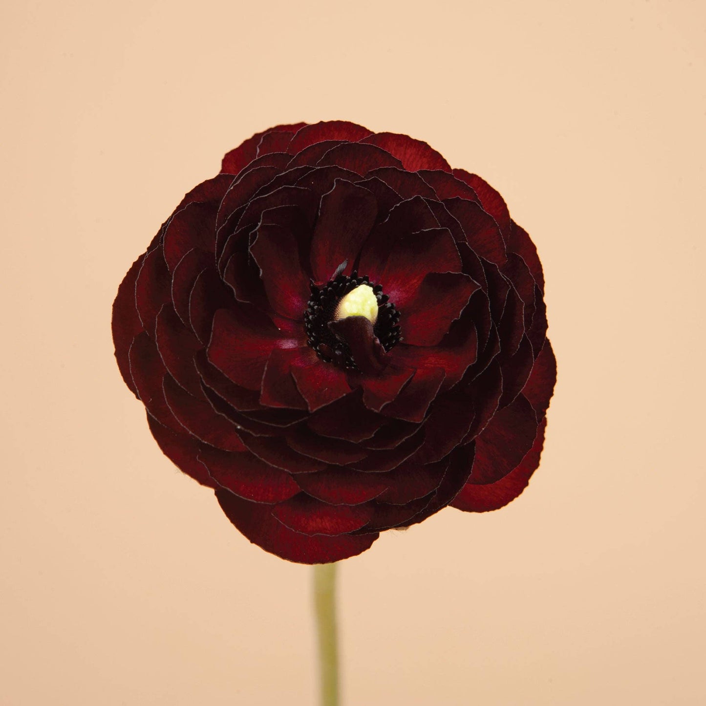 Ranunculus Black Amandine - 15 Corms