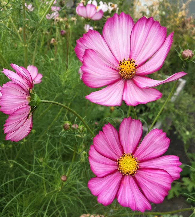 Cosmos 'Picotee' Flower Seeds