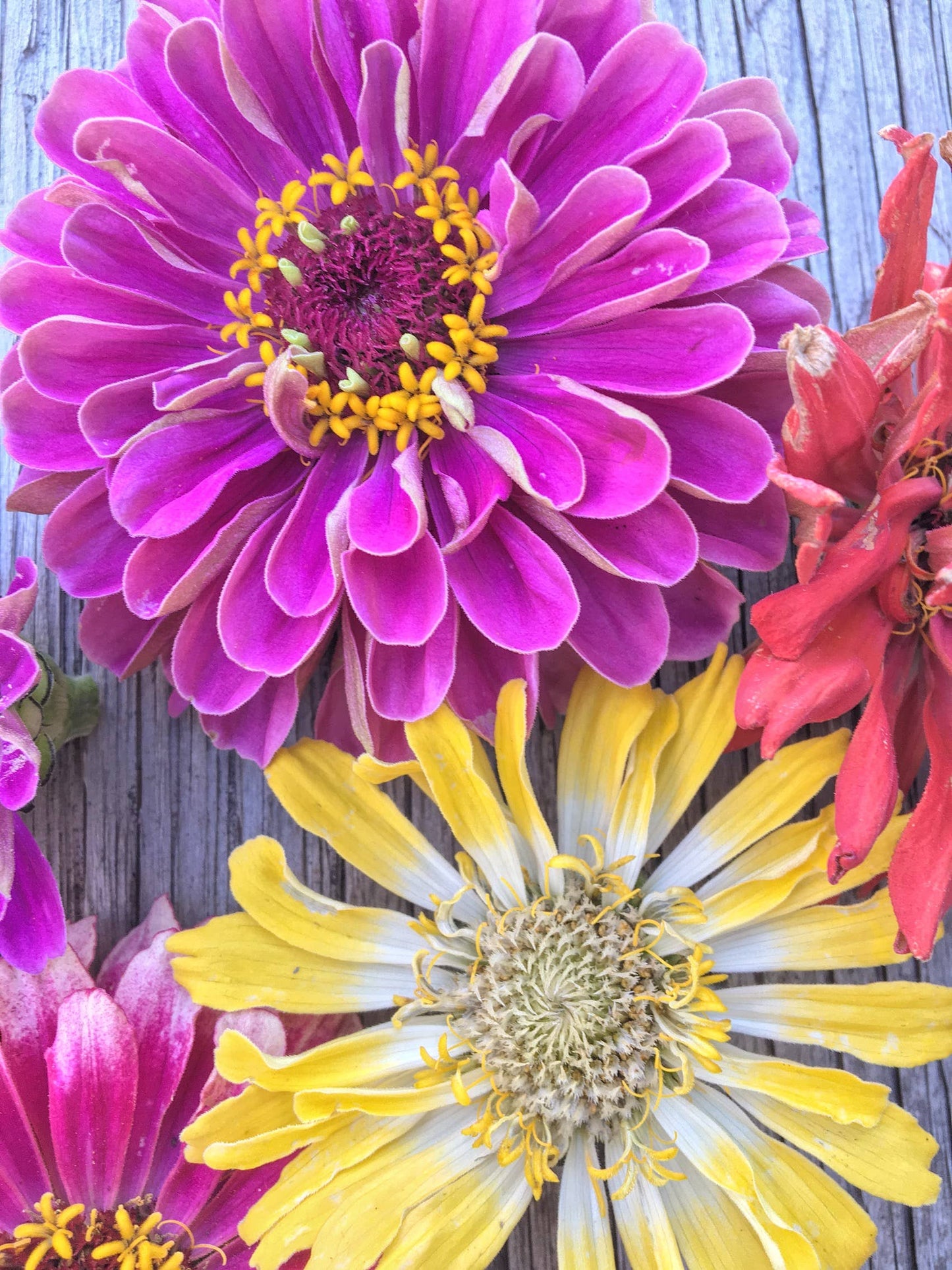 Zinnia Seeds 'Dahlia Mix'