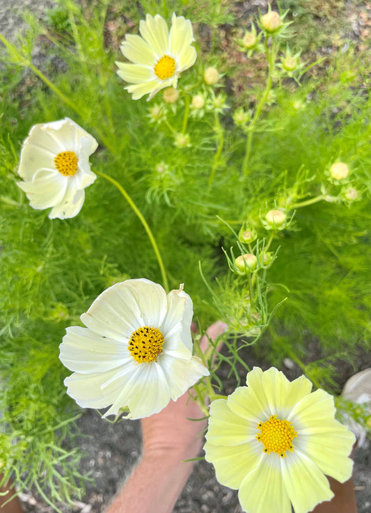 Cosmos 'Sunset Yellow' Flower Seeds