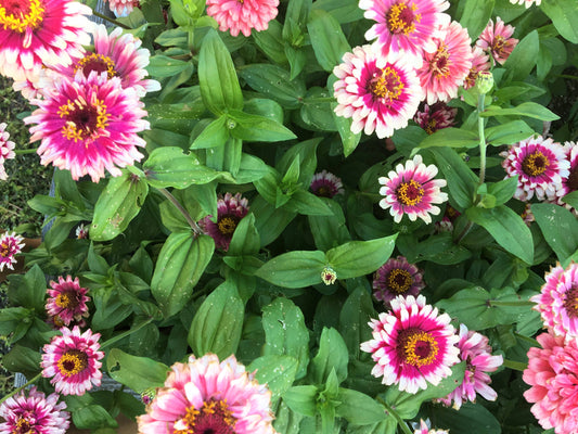 Zinnia Seeds 'Ice Queen'