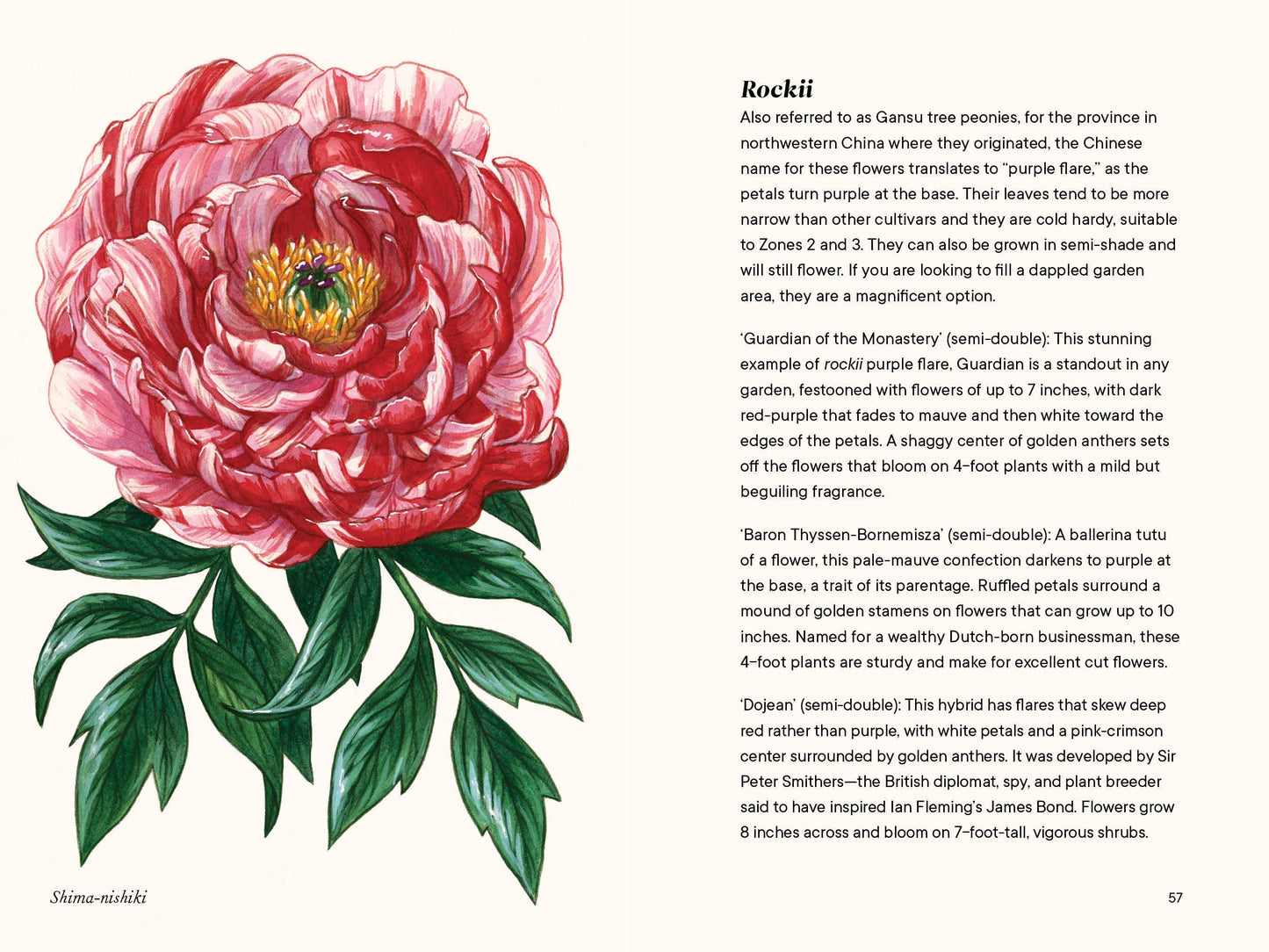 A Little Book of Flowers: Peonies