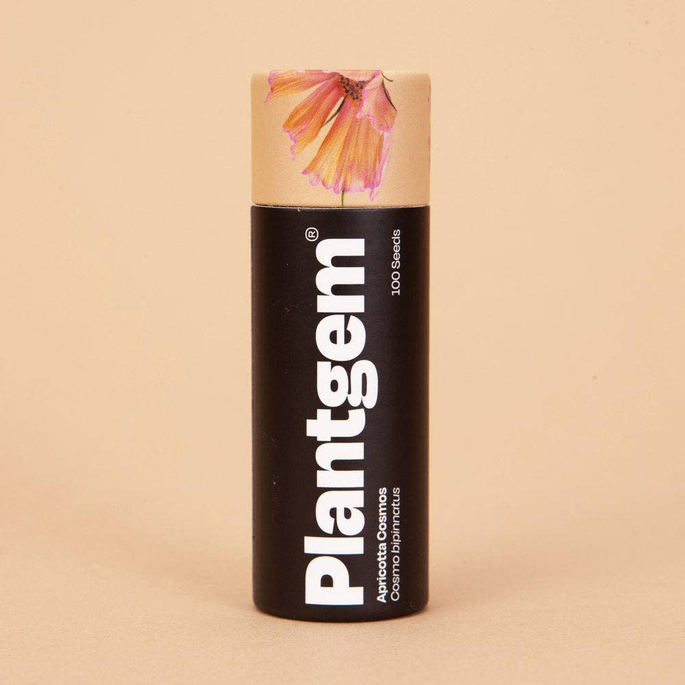 Apricotta Cosmos - 100 Seeds