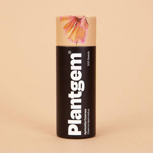 Apricotta Cosmos - 100 Seeds