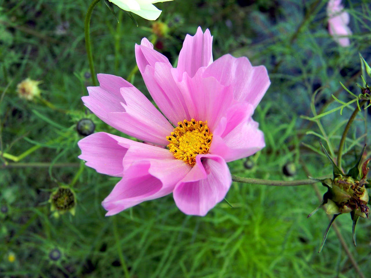 Cosmos 'Seashells' Flower Seeds