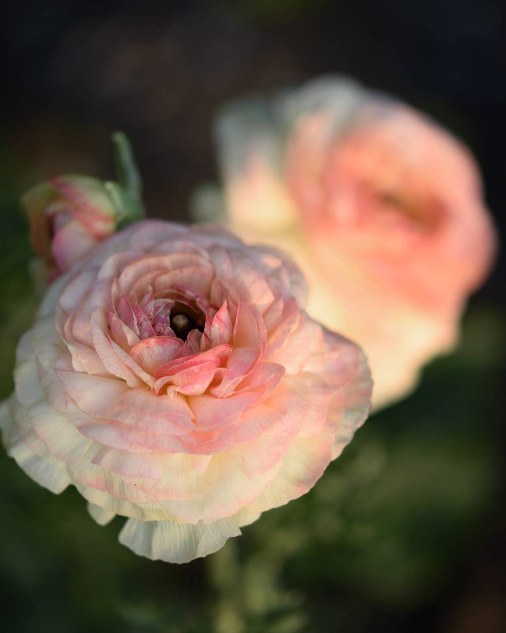 Ranunculus Elegance Pastello - 15 Corms