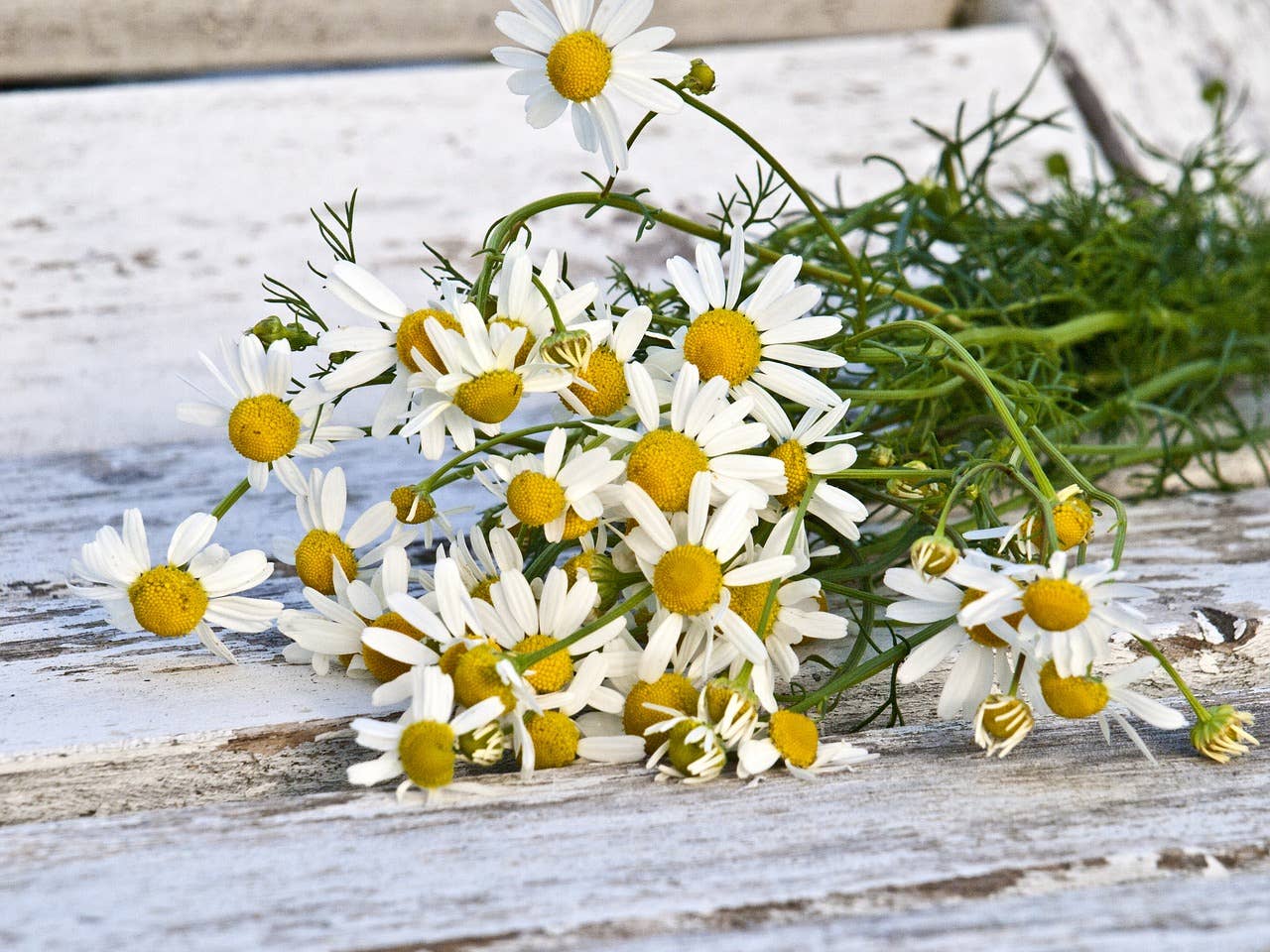 Chamomile Seeds