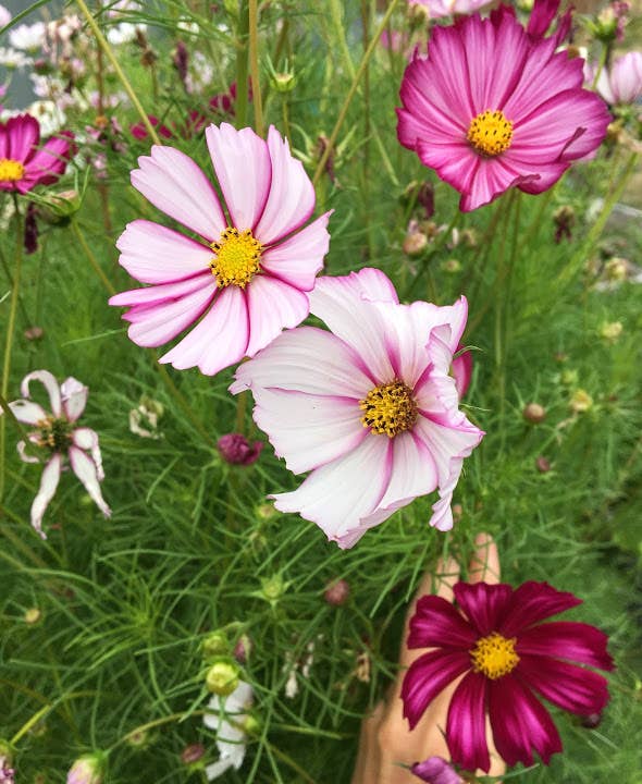 Cosmos 'Picotee' Flower Seeds