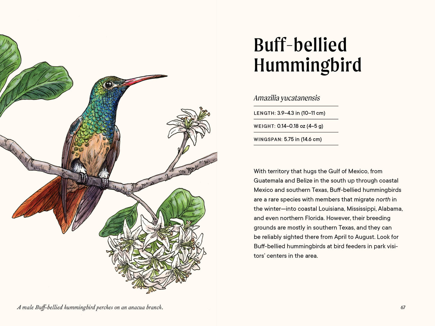 A Little Book of Hummingbirds