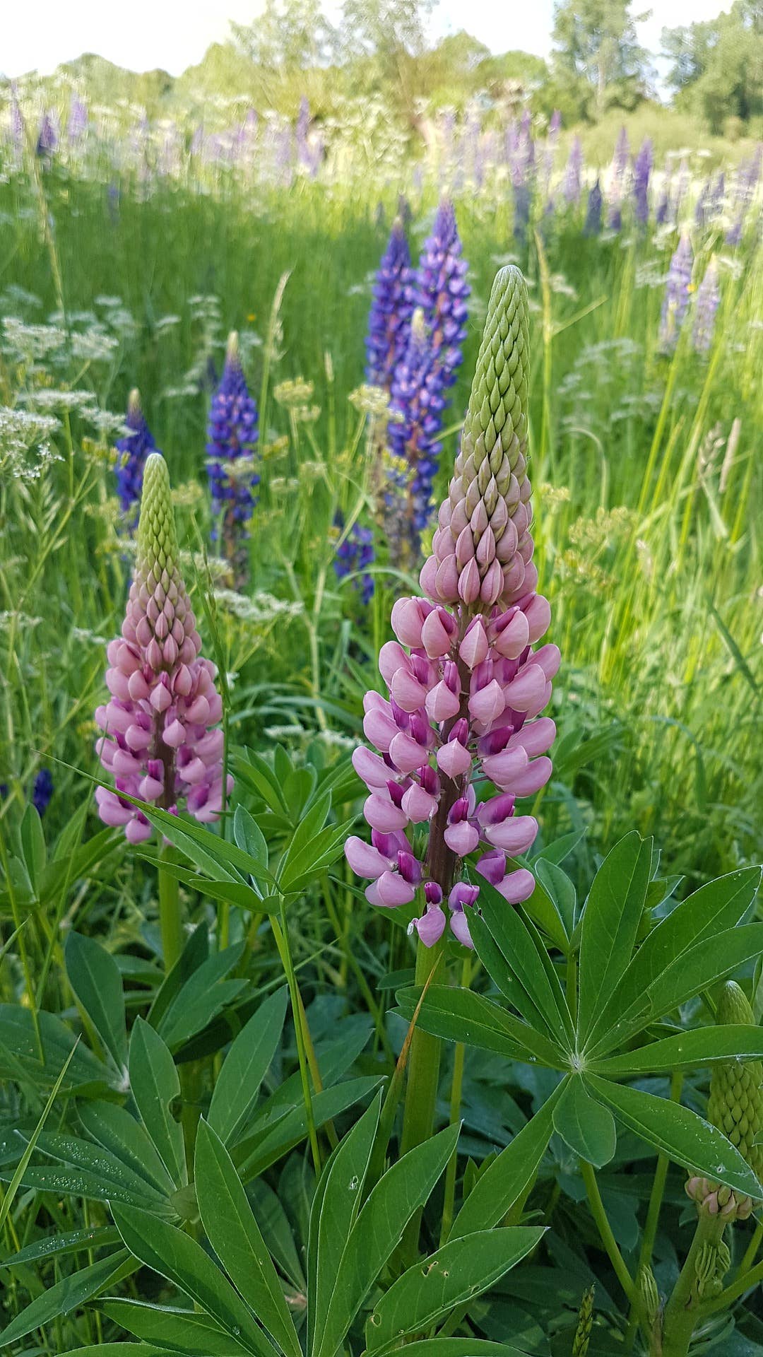 Lupine 'Pixie Delight' Flower Seeds