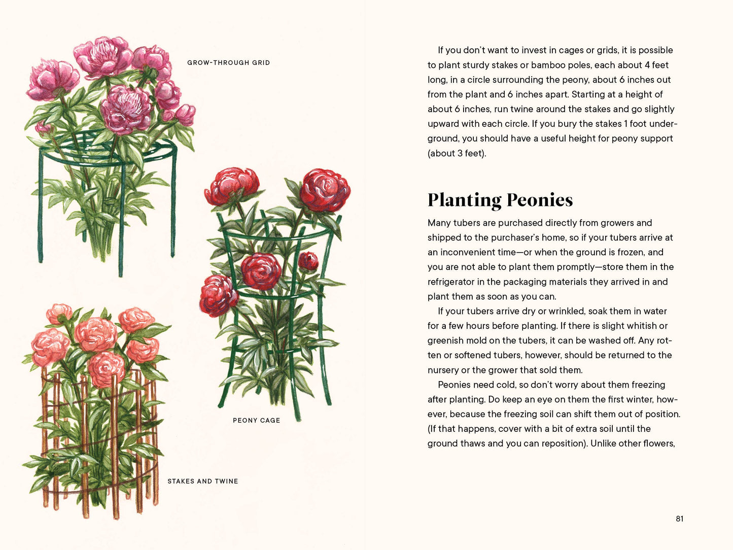 A Little Book of Flowers: Peonies