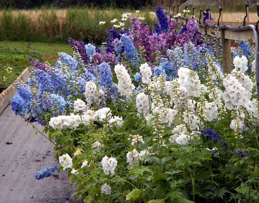 Larkspur 'Giant Imperial' Flower Seeds