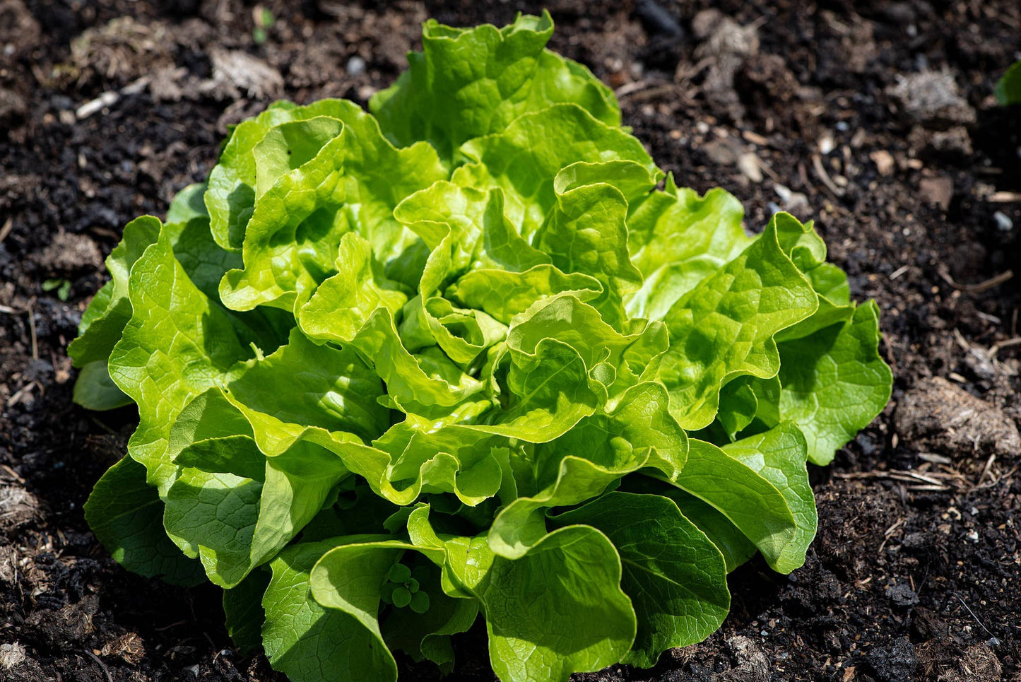 Lettuce Seeds 'Tom Thumb'