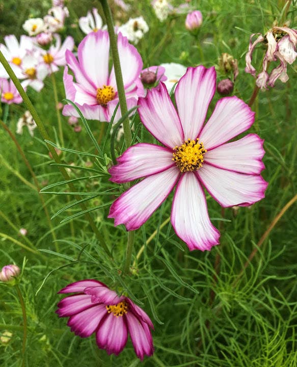 Cosmos 'Picotee' Flower Seeds