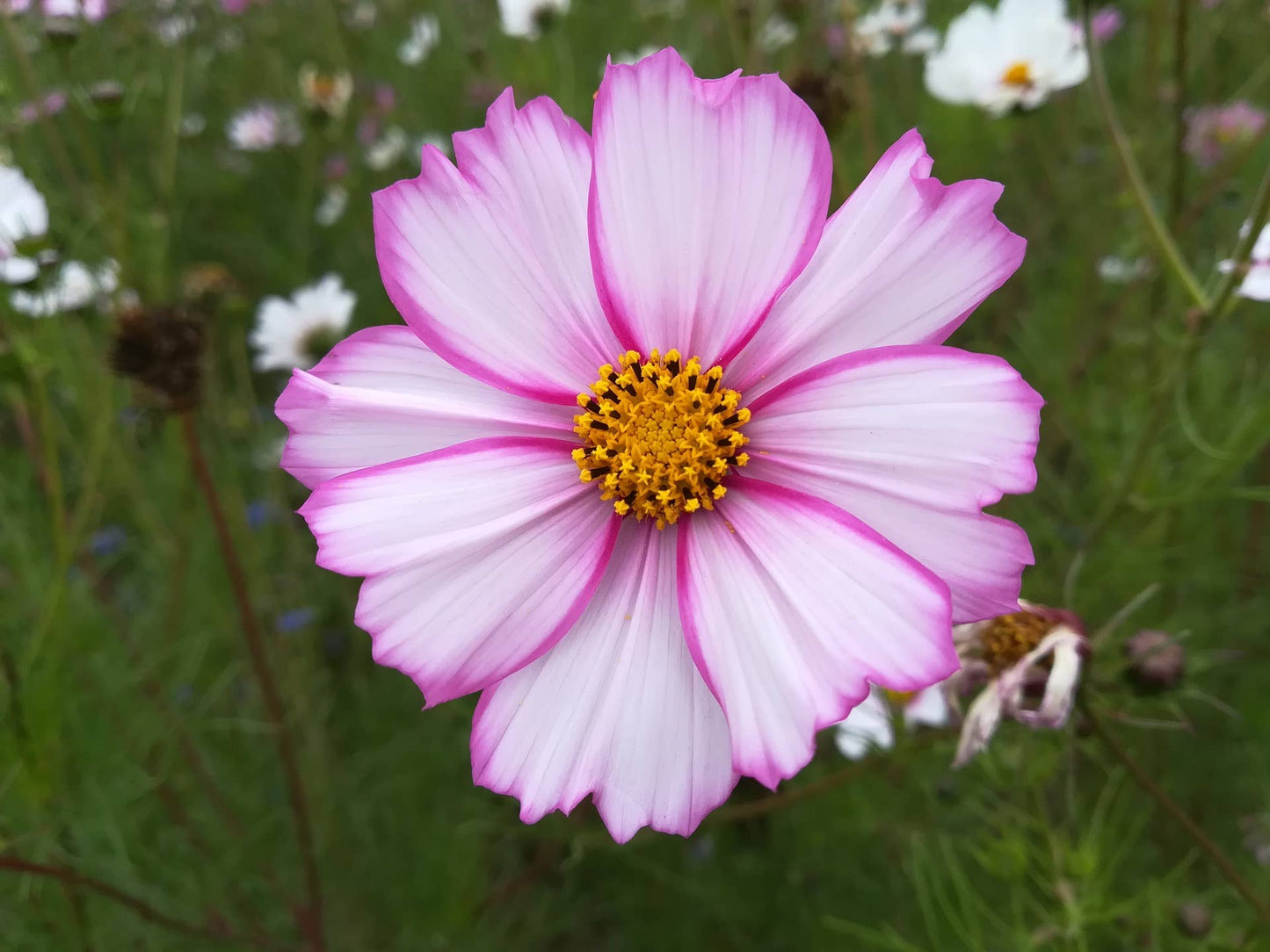 Cosmos 'Candy Stripe' Flower Seeds