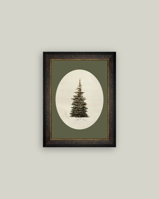 Oval Matte Tree Framed Antique Art: 14x18