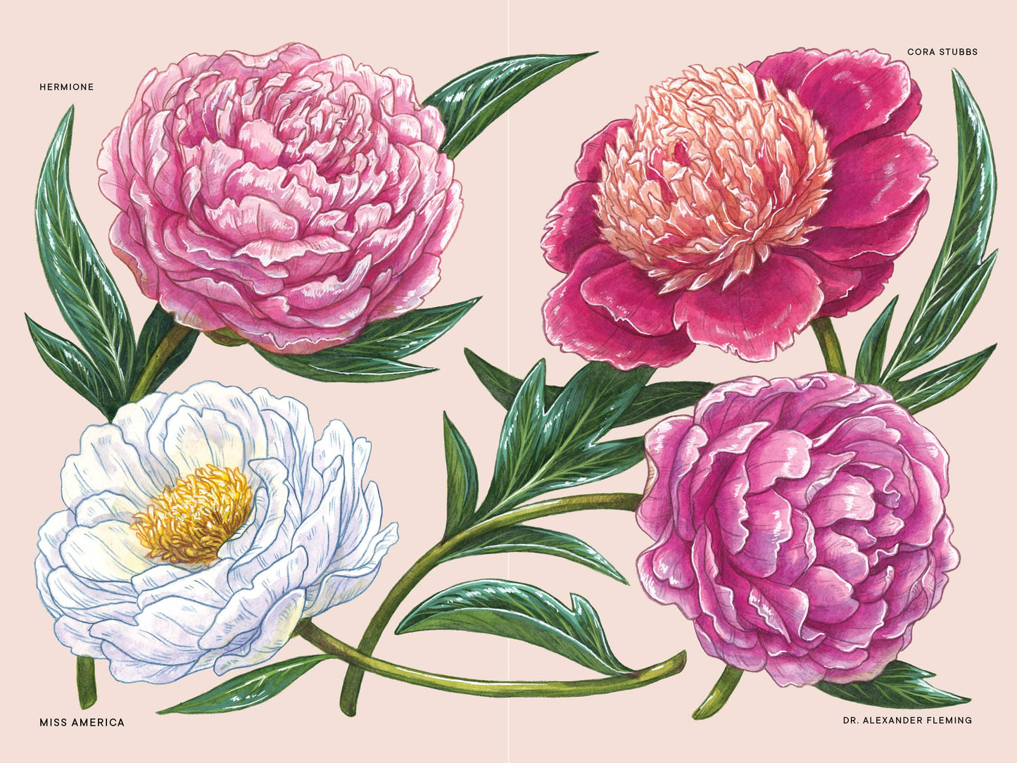 A Little Book of Flowers: Peonies