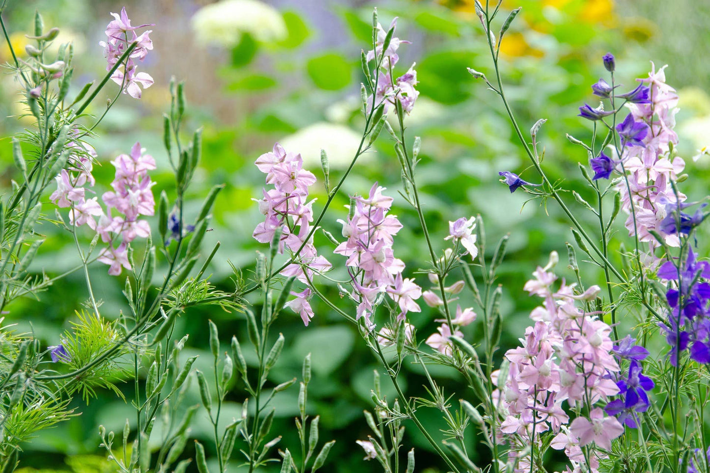 Larkspur 'Giant Imperial' Flower Seeds